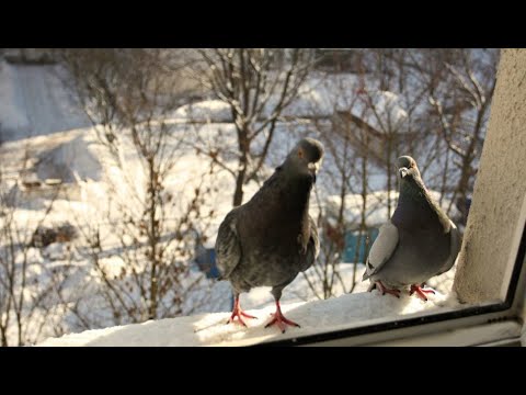 Видео: "Не ищи со мной встречи хороший" Юрий Старцев