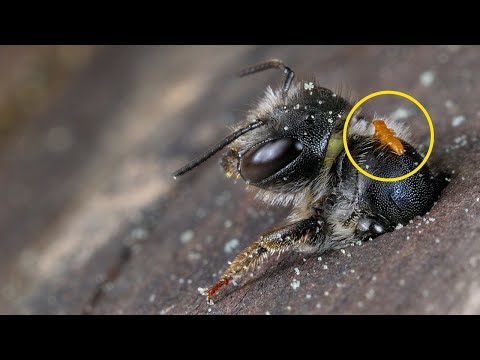 Видео: Удивительные Стратегии Выживания Насекомых!