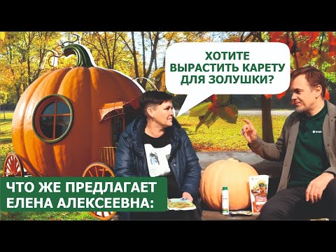 Видео: Тыква, которая может превратиться в карету для Золушки. Вырастить легко!