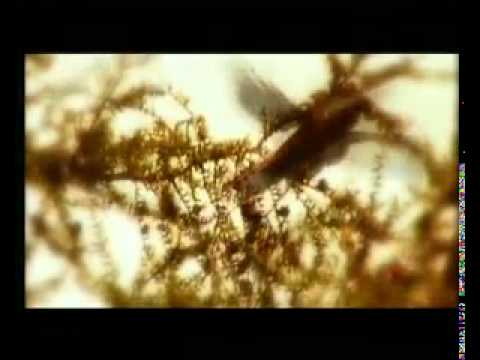 Видео: Сунтаарым мин дойдум