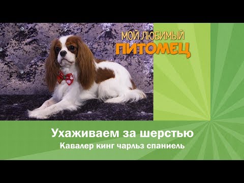 Видео: Кавалер Кинг Чарльз Спаниель: УХОД ЗА ШЕРСТЬЮ