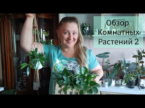 Видео: Обзор Комнатных растений 🪴 2часть