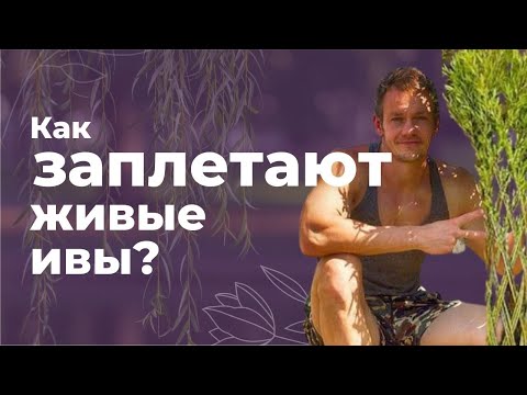 Видео: Как заплетают живые ивы? Основные приемы и правила