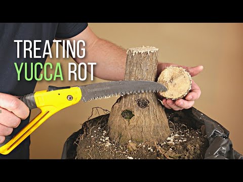 Видео: Спасение растения юкки с обширной гнилью ствола