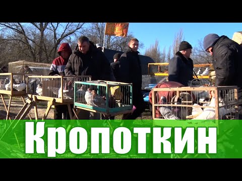 Видео: Птичий рынок. Кропоткин. [25.02.2024]