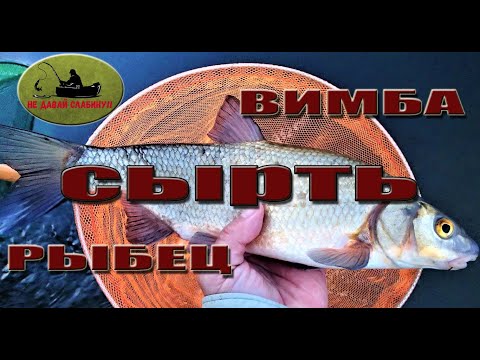 Видео: река Луга ловим СЫРТЬ с ночи до утра!! Кингисепп.