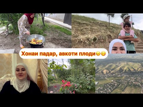 Видео: ШАХРАКИ ХИСОР  🥰 АВКОТИ АЛОБИ 😋