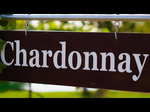 Видео: Многоликий Шардоне Chardonnay