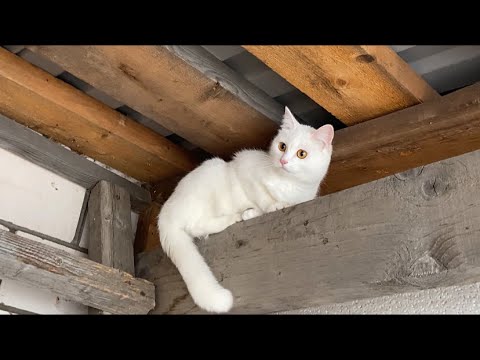 Видео: Жизнь животных / Дачники 