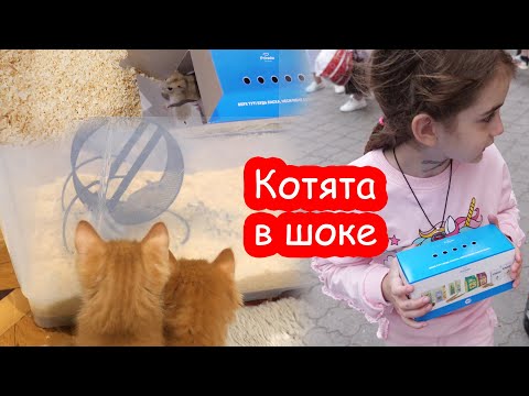 Видео: VLOG Мы купили ещё два хомяка