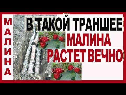 Видео: 🛑 МАЛИНА. В ТАКУЮ ТРАНШЕЮ Вы еще не САЖАЛИ. Посадка ремонтантной малины осенью.