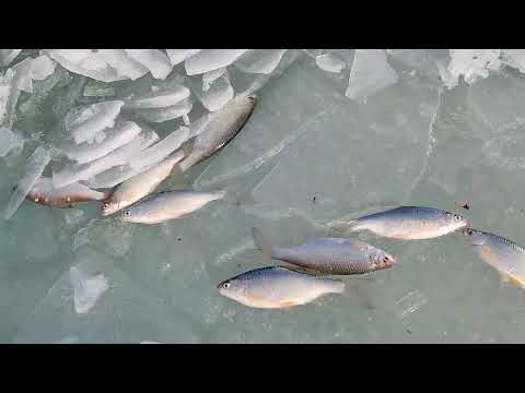 Видео: Шикарная рыбалка Онлайн ! Капчагай . Алматы . Рыбалка .