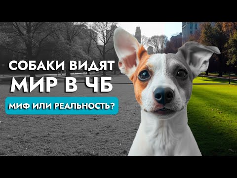 Видео: Как собаки видят мир: цвета, формы и движение | Советы кинолога | ЛавГав