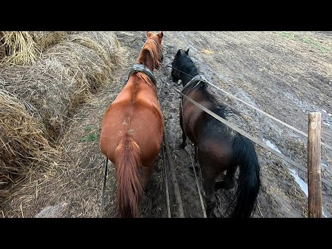 Видео: Овцеферма нашего поселка! Самый тяжелый рабочий день! (2 часть)