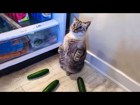 Видео: САМЫЕ СМЕШНЫЕ питомцы года! 🤣 #02.11