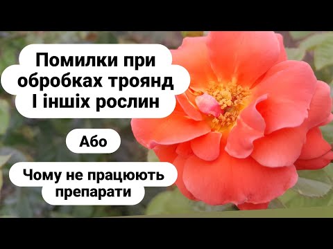 Видео: Обробки троянд. Чому не працюють./treating roses for diseases