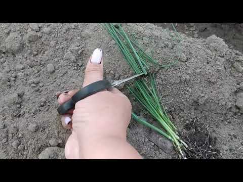 Видео: Лук порей/Когда и как высадить в открытый грунт.