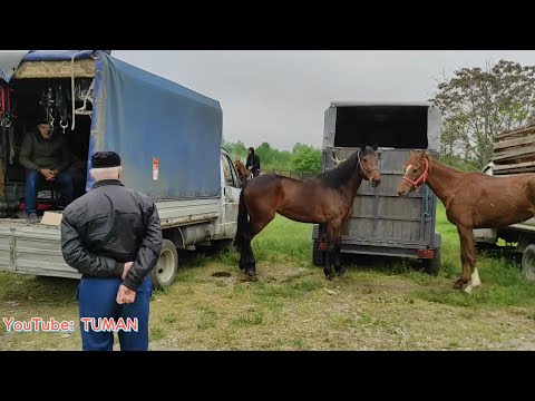 Видео: Рынок Лошадей, Урус-мартан. Американский рысак, Дончак, Буденовская, Карачаевские породы. Туман