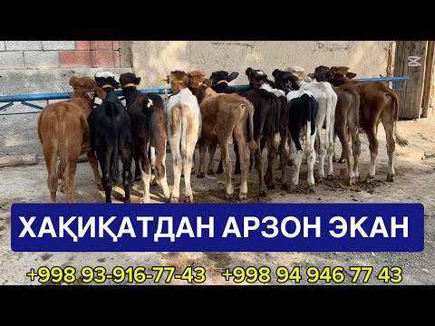 Видео: ЖУДАХАМ АРЗОН БУҚАЧАЛАРНИ СЎРАГАН ВА КУТГАНЛАР УЛГИРИБ ҚОЛИНГЛАР. 