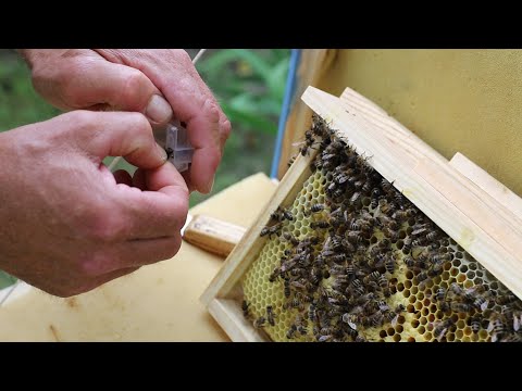 Видео: Отбор плодных маток из нуклеусов | Матководство