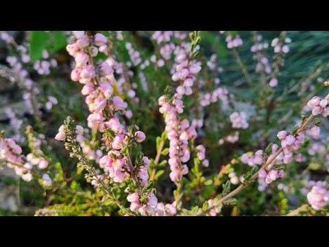 Видео: Подготовка сада к зиме🍁, новинки🌲, год каналу!!🎉