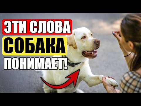 Видео: 13 Слов, которые Ваша Собака Действительно ПОНИМАЕТ! (ученые доказали)
