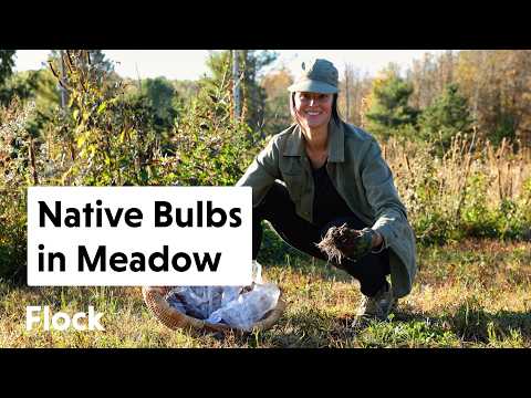 Видео: Посадка местных луковичных растений на нашем лугу полевых цветов — Эпизод 334