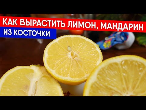 Видео: Как вырастить лимон, мандарин из косточки