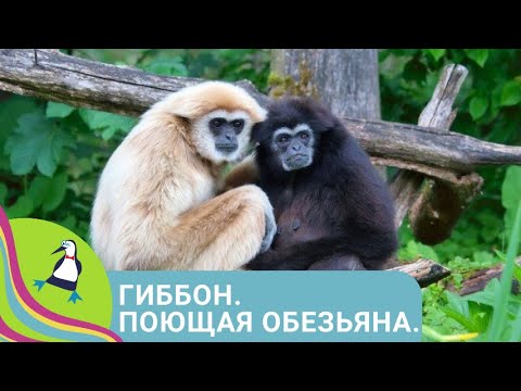Видео: 🏝 ОЧАРОВАТЕЛЬНЫЕ ЧЕЛОВЕКООБРАЗНЫЕ  ОБЕЗЬЯНЫ 🏝  Гиббон. Поющая обезьяна🐾Фильм в HD