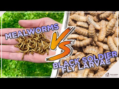 Видео: Что лучше? Давайте узнаем!