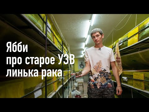 Видео: Ябби, про старое УЗВ, линька рака