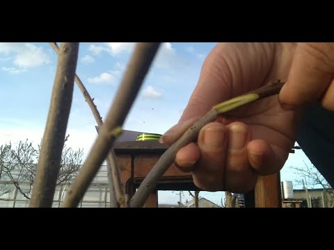 Видео: ХУРМА. ПРИВИВКА.