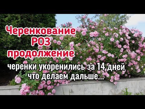 Видео: Черенки роз укоренились - что делаем дальше... Как и где растим. Формируем будущий куст правильно.