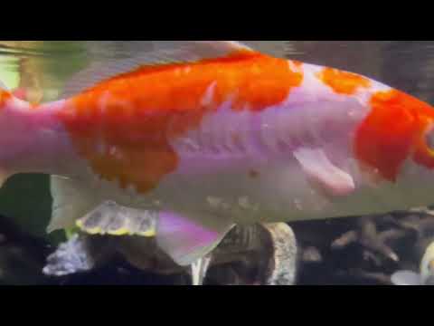 Видео: Львівський океанаріум