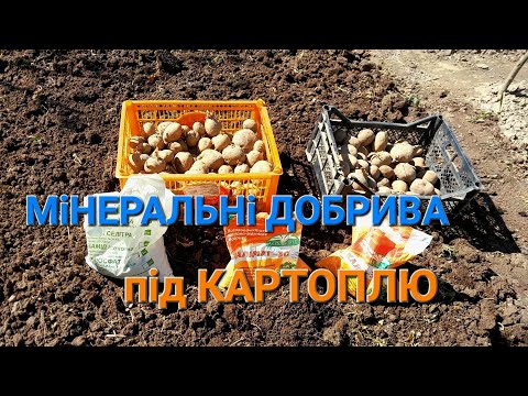 Видео: Мінеральні добрива при посадці Картоплі@МояДачаСадГород