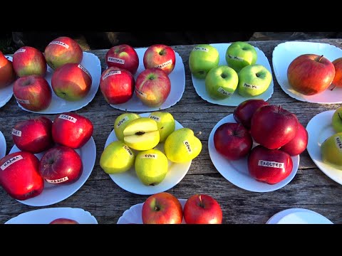 Видео: Обзор яблок зимних сортов на 13 ноября. Новые сорта ОРИН, МАЙРАК