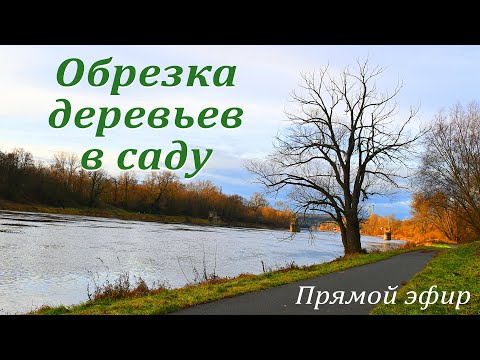 Видео: Обрезка деревьев в саду.