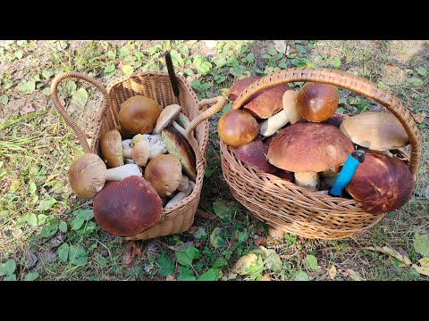 Видео: Грибы Карелии.Наша Love story 10.09.25