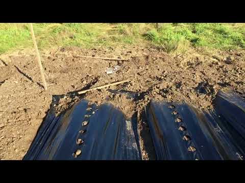 Видео: Бугры однорядка