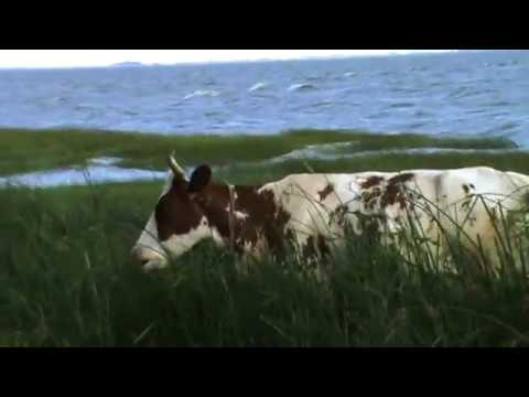 Видео: ifwe - мое побережье