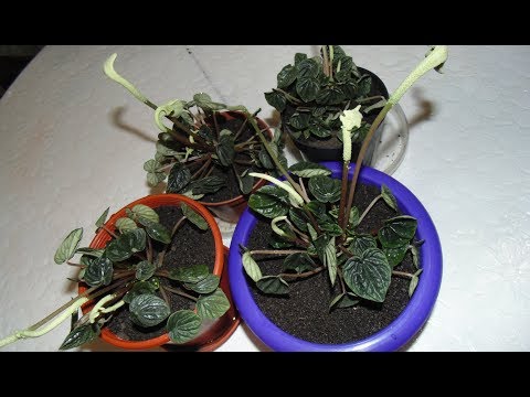 Видео: Пеперомия сморщенная. Пересадка и размножение