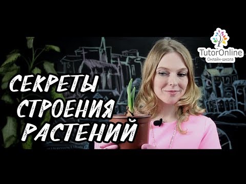 Видео: Биология | Строение растений. Просто и по делу!