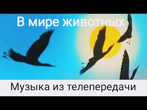 Видео: В мире животных. Как играть на пианино.