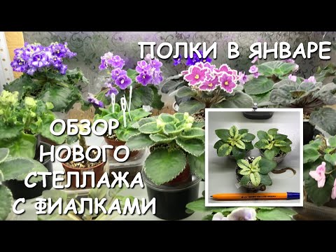 Видео: Обзор сортовых фиалок. Новый стеллаж. Ошибки при выращивании пестролистных