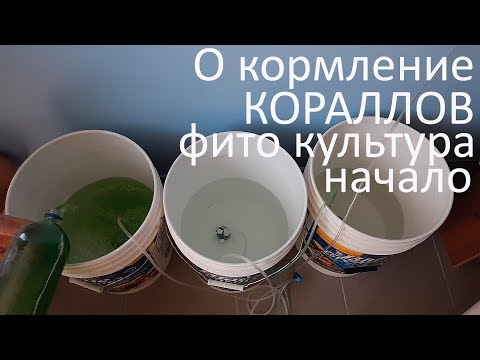 Видео: О кормление кораллов.  Фито культура.  Начало.
