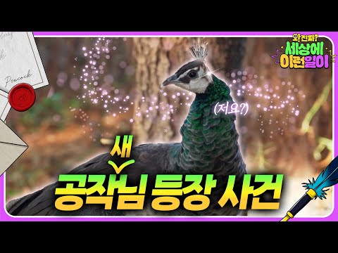 Видео: Как остановить павлина, который обедает и убегает?