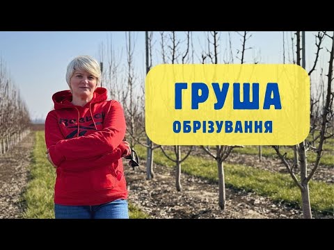 Видео: Обрізування груші. Результати літнього обрізування та використання регуляторів росту.