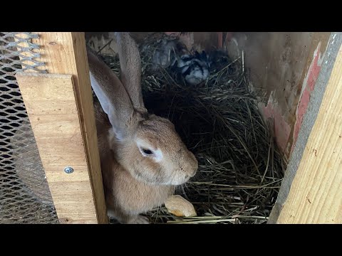 Видео: Обзор кроликов🐇✨