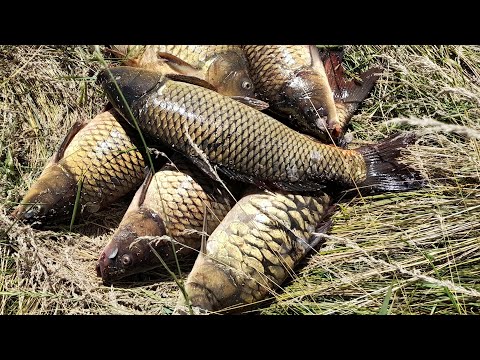 Видео: ОНИ РВУТ ЛЕСКУ, ОТРЫВАЮТ КРЮЧКИ!!! ДИКИЙ САЗАН... Рыбалка на озере Треустан.