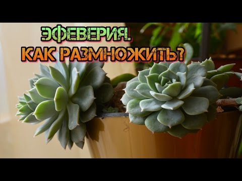 Видео: Эхеверия или каменная роза.  Размножение листом.